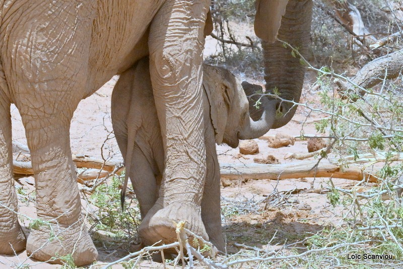 Éléphant déserticole/Desert Elephant (14)