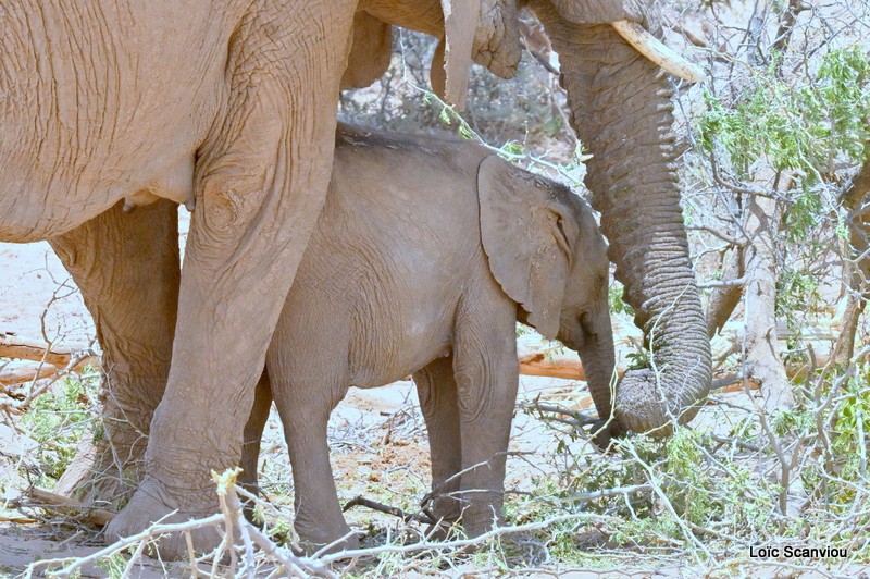 Éléphant déserticole/Desert Elephant (15)
