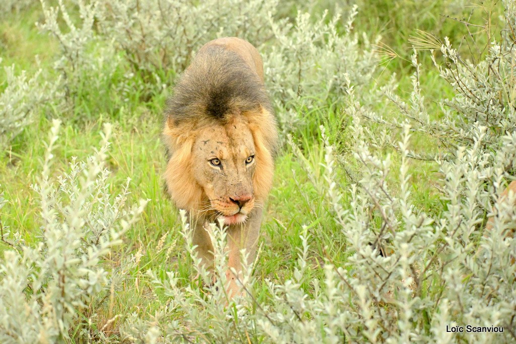 Lion (10)
