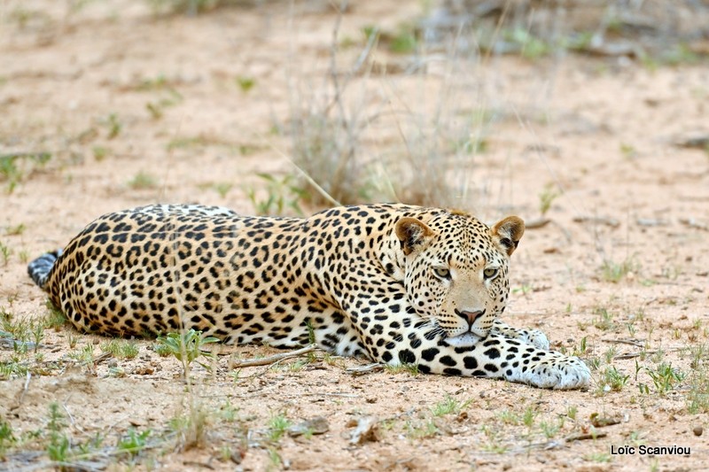 Léopard/Leopard (25)