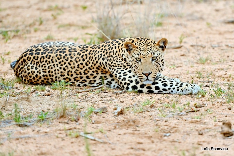 Léopard/Leopard (26)