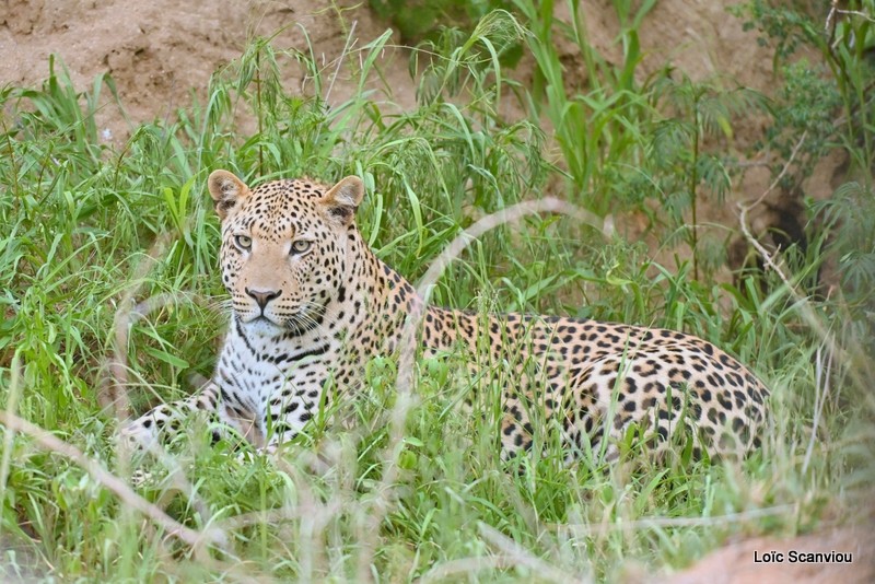 Léopard/Leopard (27)