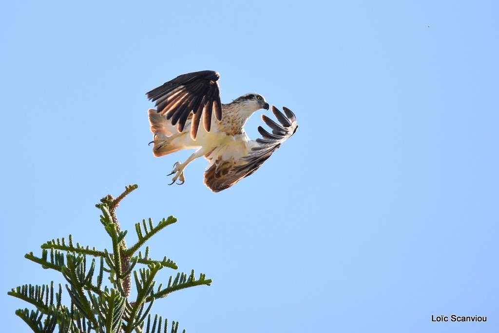 Balbuzard pêcheur/Osprey (16)