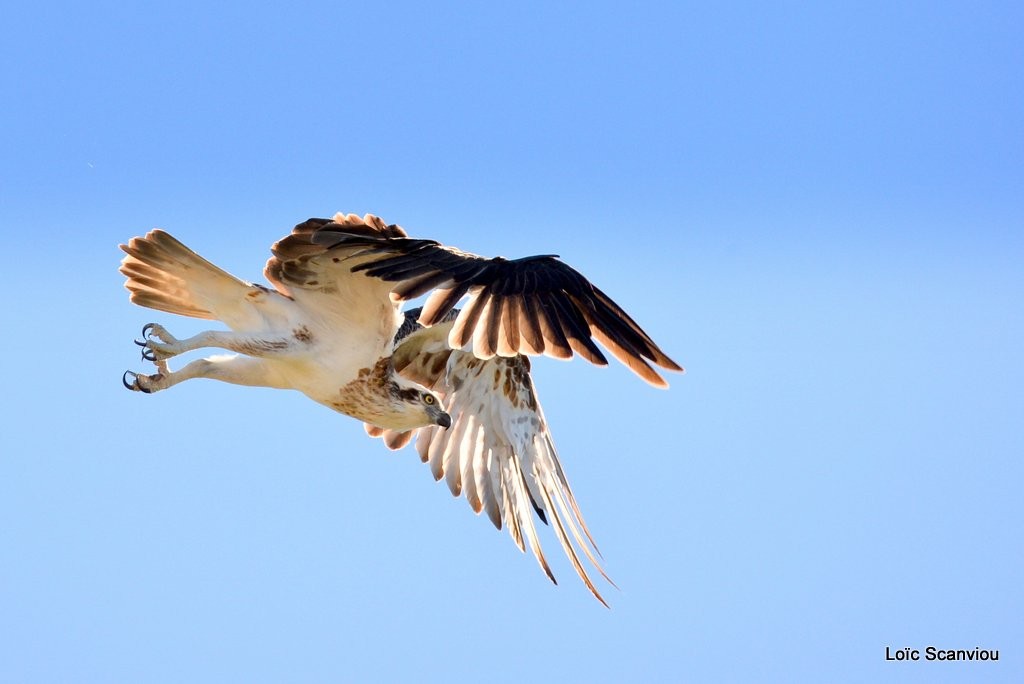 Balbuzard pêcheur/Osprey (17)