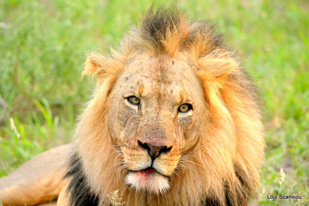 Lion (11)
