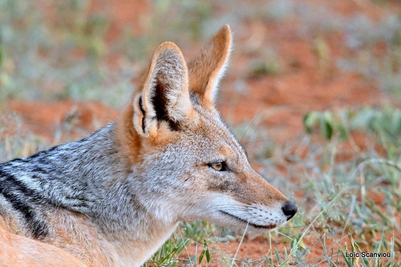 Chacal à chabraque/Black-backed Jackal (1)