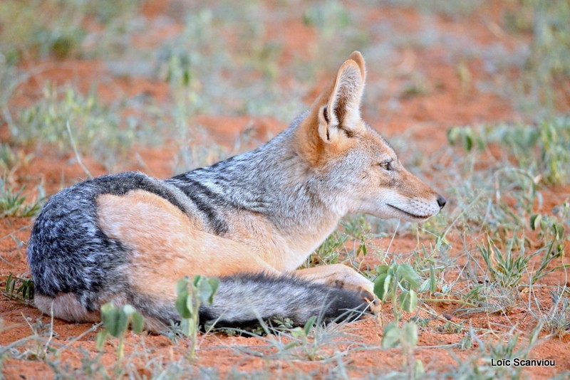 Chacal à chabraque/Black-backed Jackal (2)
