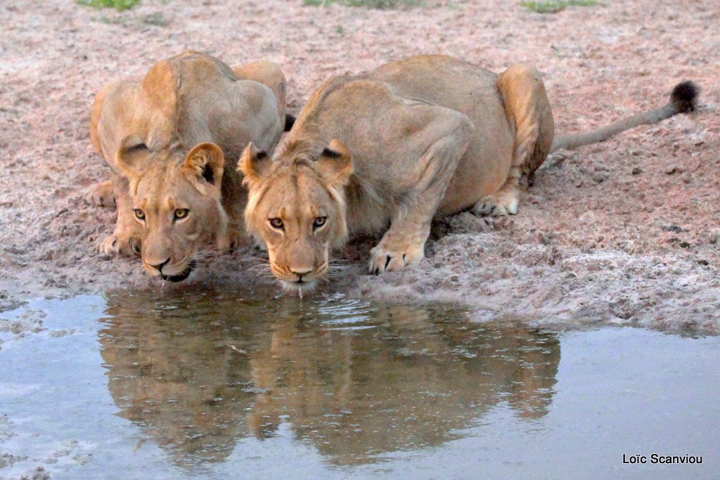 Lion (12)