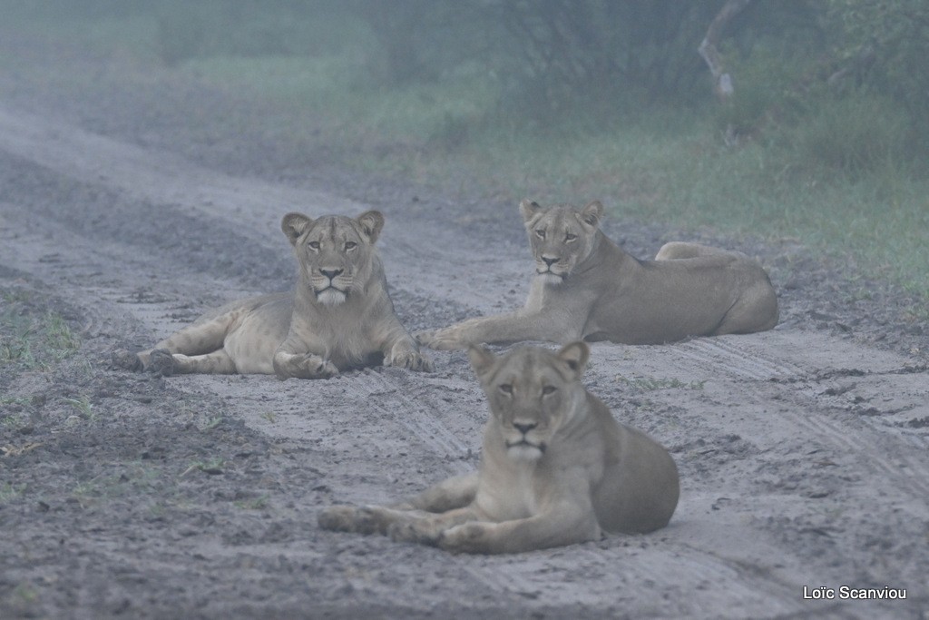 Lion (13)
