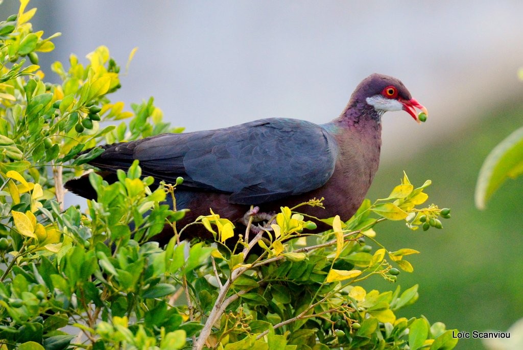 Collier blanc/White-throated Pigeon (8)
