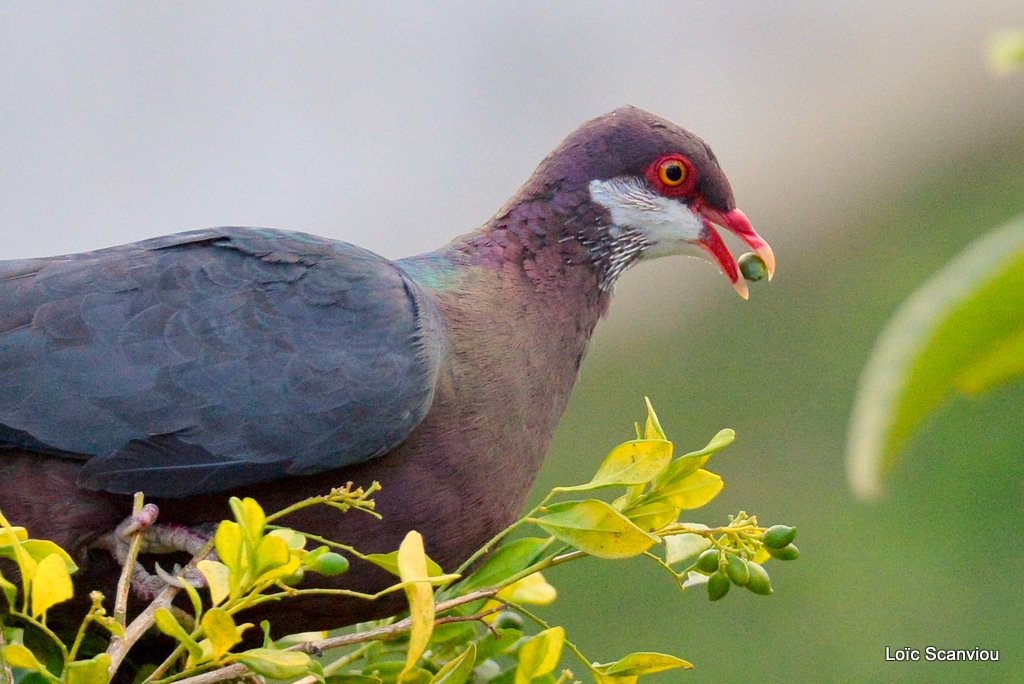 Collier blanc/White-throated Pigeon (9)