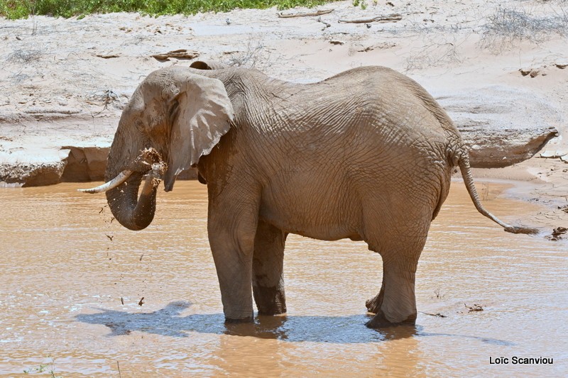 Éléphant déserticole/Desert Elephant (17)