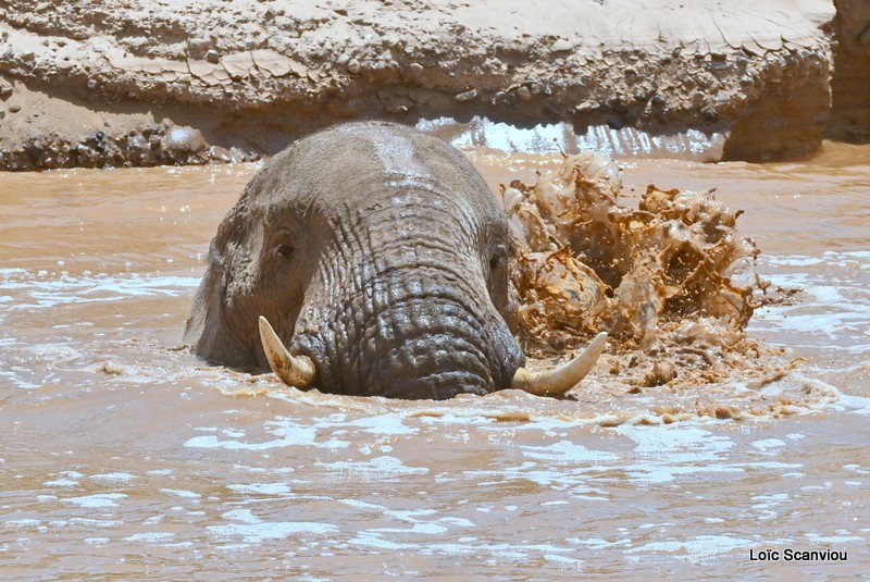Éléphant déserticole/Desert Elephant (18)