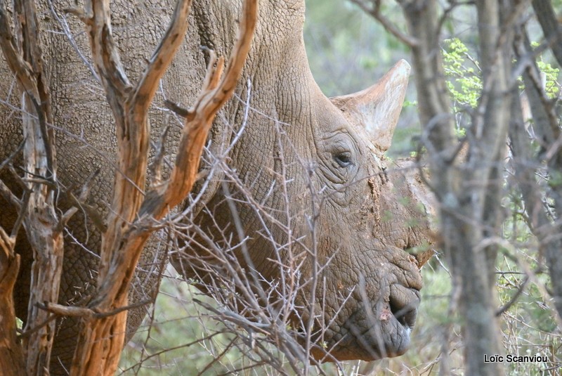 Rhinocéros blanc/White Rhinoceros (1)