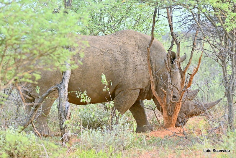 Rhinocéros blanc/White Rhinoceros (2)