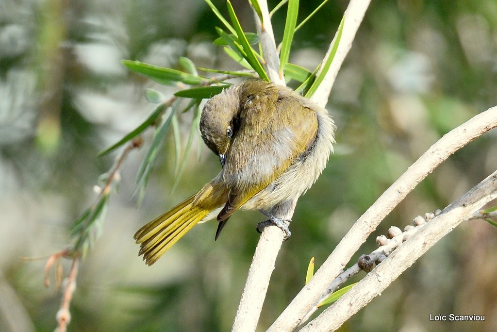 Méliphage à oreillons gris/Dark Brown Honeyeater (1)