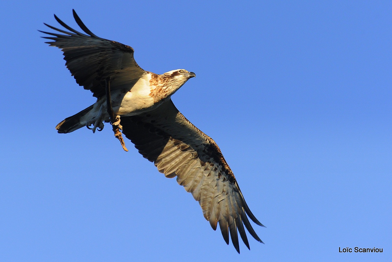 Balbuzard pêcheur/Osprey (12)