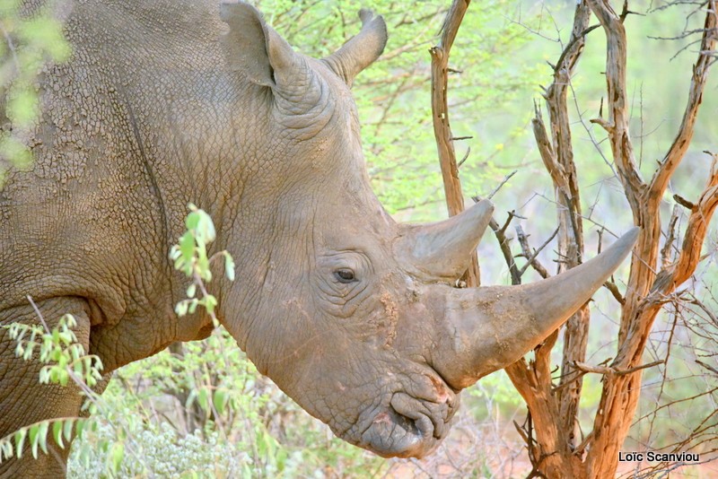 Rhinocéros blanc/White Rhinoceros (3)
