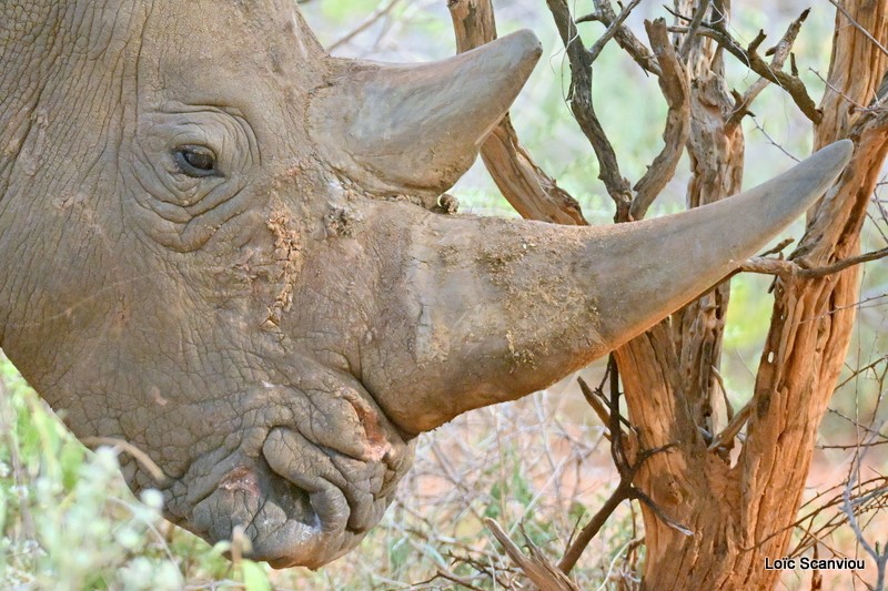 Rhinocéros blanc/White Rhinoceros (4)