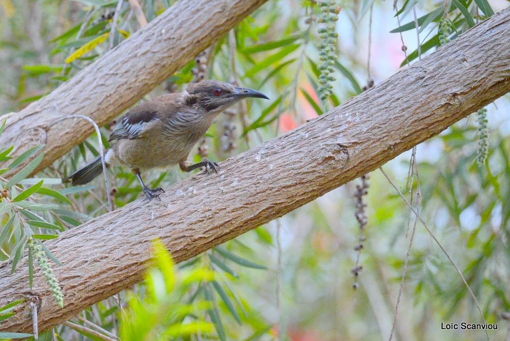 Méliphage barré/Barred Honeyeater (1)