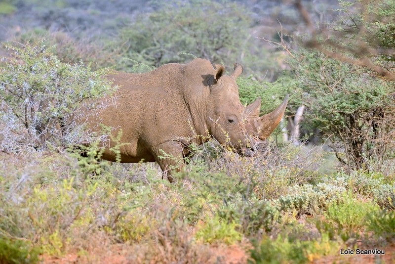 Rhinocéros blanc/White Rhinoceros (5)