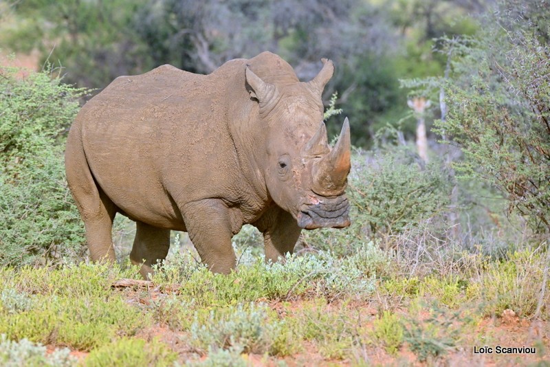 Rhinocéros blanc/White Rhinoceros (6)