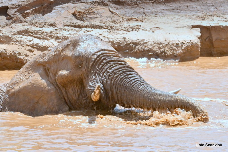 Éléphant déserticole/Desert Elephant (19)