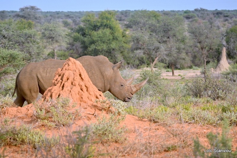 Rhinocéros blanc/White Rhinoceros (7)