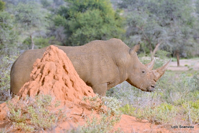 Rhinocéros blanc/White Rhinoceros (8)