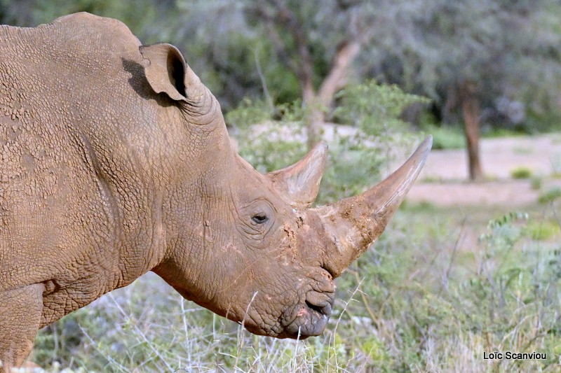 Rhinocéros blanc/White Rhinoceros (9)