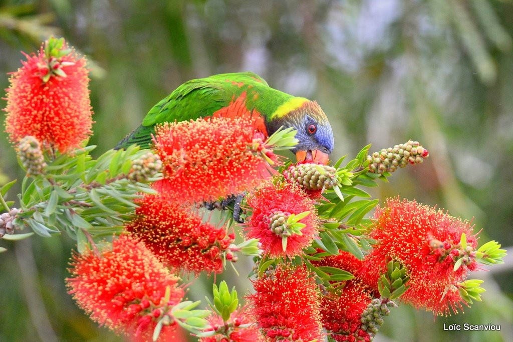 Loriquet à tête bleue/Rainbow Lorikeet (4)