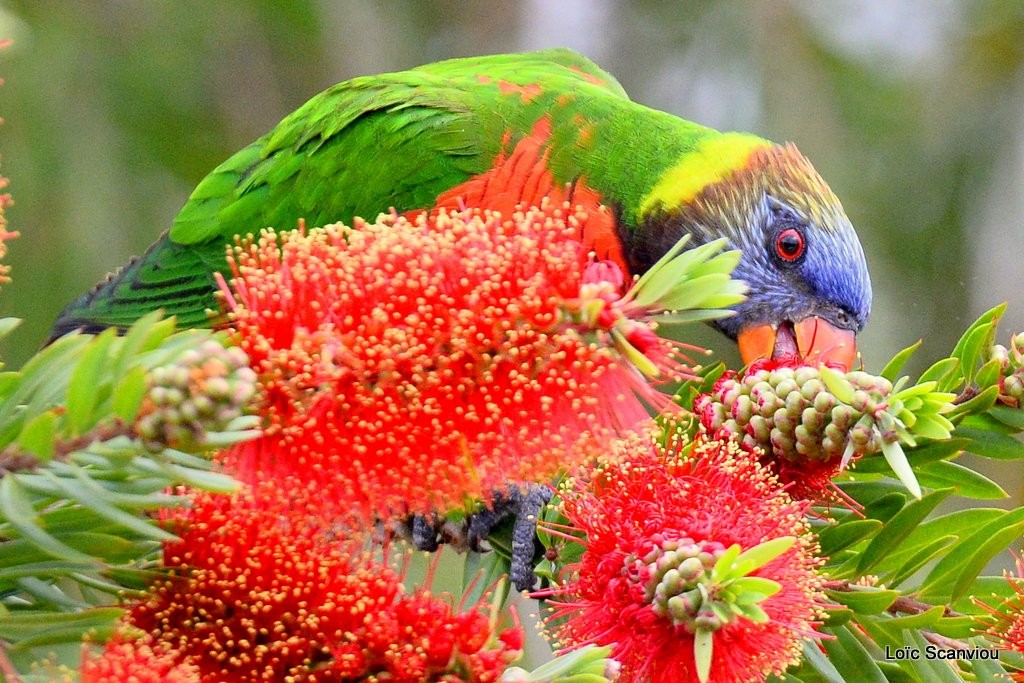 Loriquet à tête bleue/Rainbow Lorikeet (5)