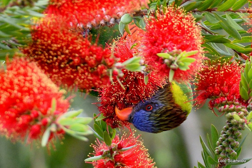Loriquet à tête bleue/Rainbow Lorikeet (7)