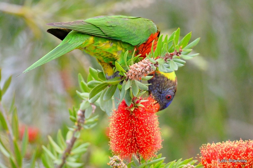 Loriquet à tête bleue/Rainbow Lorikeet (8)