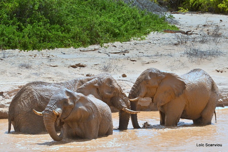 Éléphant déserticole/Desert Elephant (20)