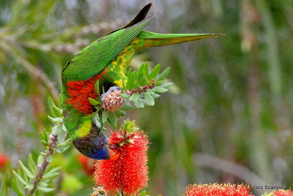 Loriquet à tête bleue/Rainbow Lorikeet (9)