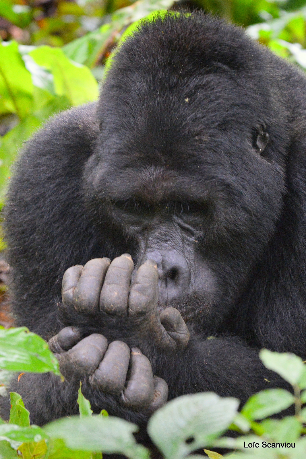 Gorille de montagne/Mountain Gorilla (1)