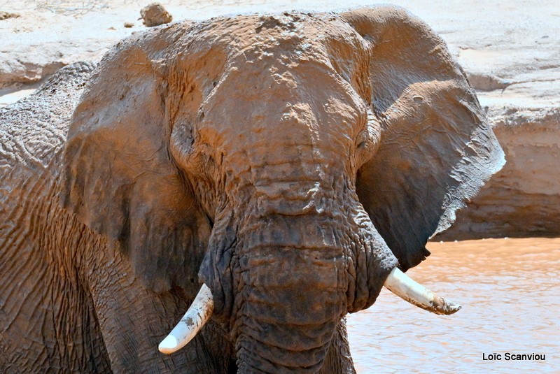 Éléphant déserticole/Desert Elephant (21)