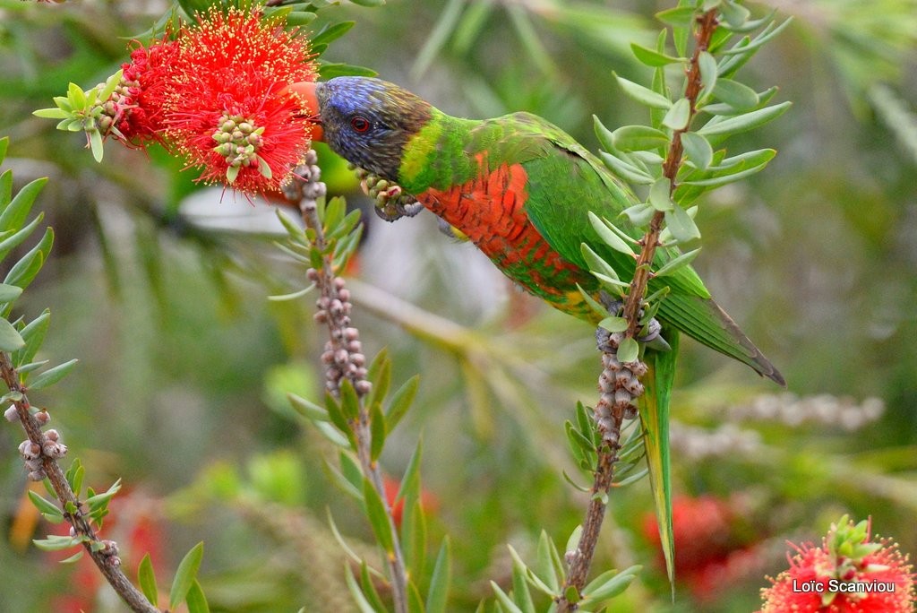 Loriquet à tête bleue/Rainbow Lorikeet (10)