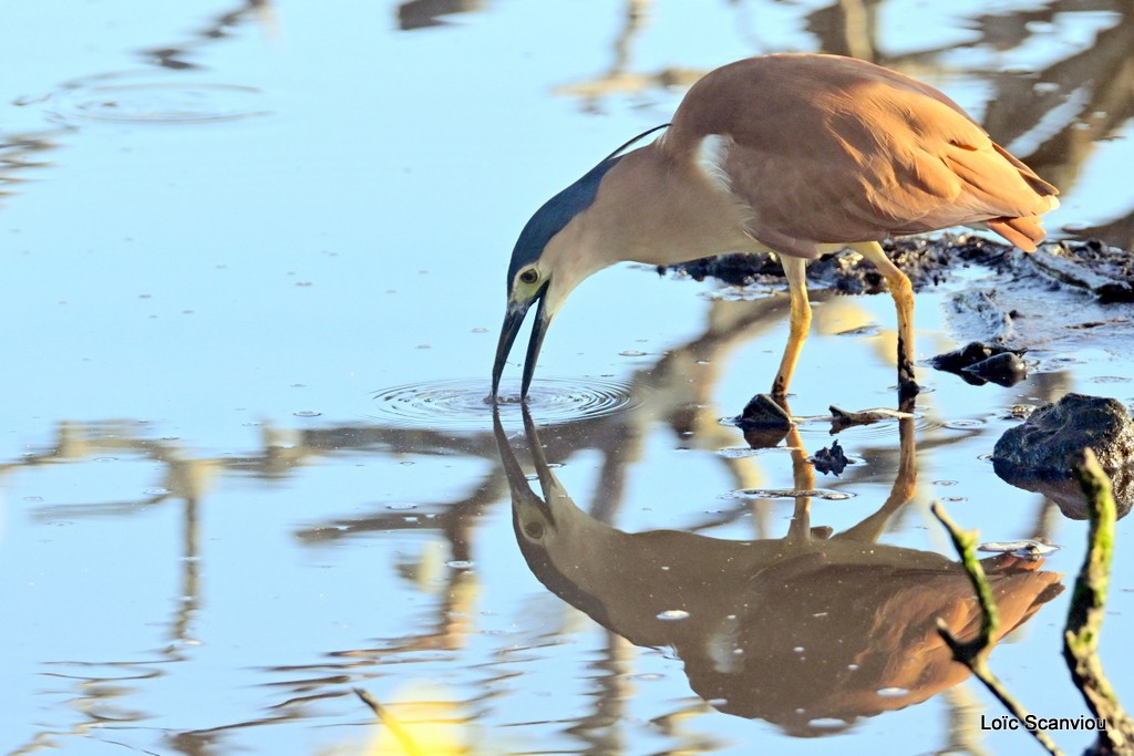 Bihoreau cannelle/Rufous Night-Heron