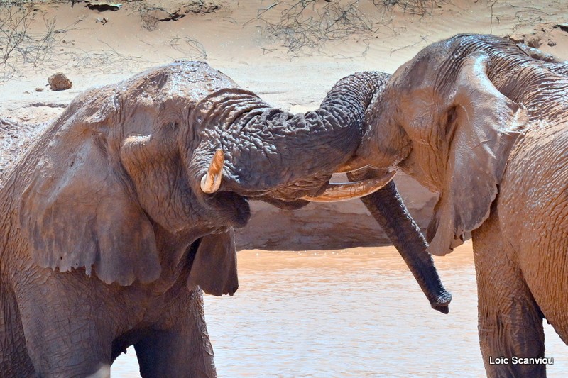 Éléphant déserticole/Desert Elephant (22)