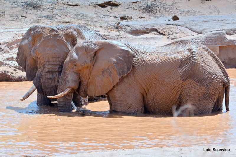 Éléphant déserticole/Desert Elephant (23)