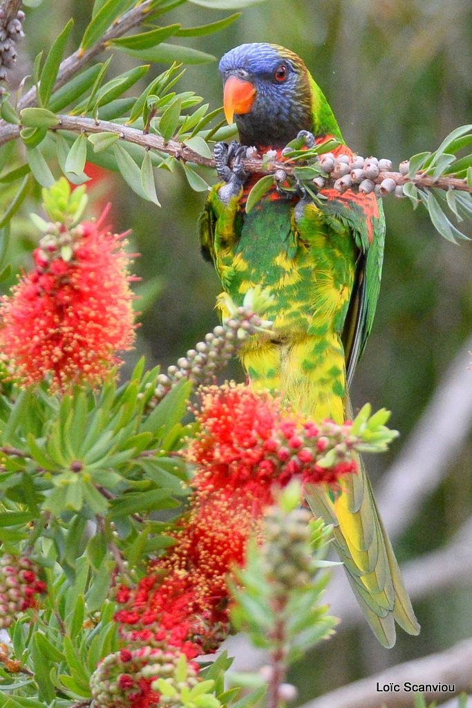 Loriquet à tête bleue/Rainbow Lorikeet (11)