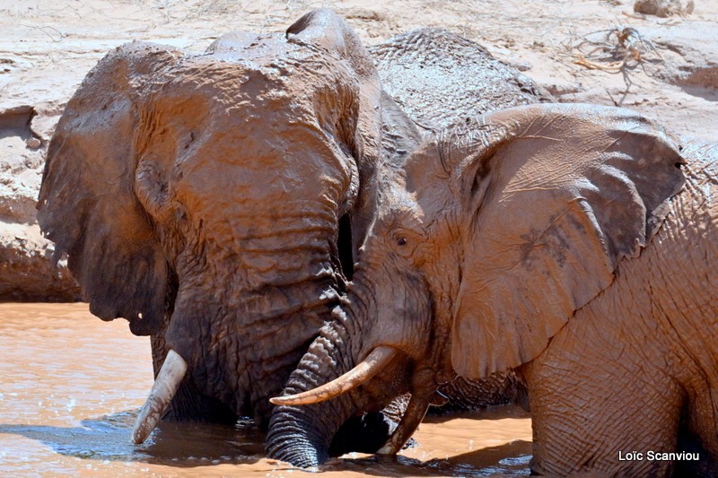 Éléphant déserticole/Desert Elephant (24)