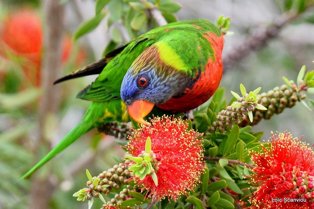 Loriquet à tête bleue/Rainbow Lorikeet (12)