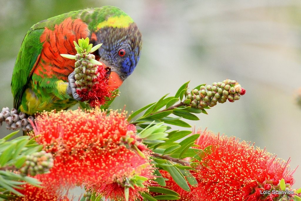 Loriquet à tête bleue/Rainbow Lorikeet (13)