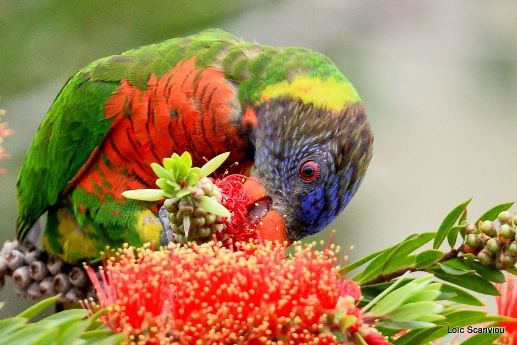 Loriquet à tête bleue/Rainbow Lorikeet (14)