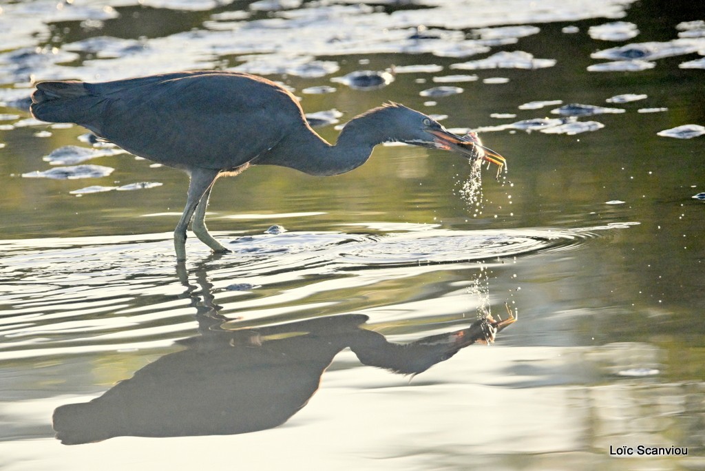 Aigrette sacrée/Pacific Reef-Heron (2)