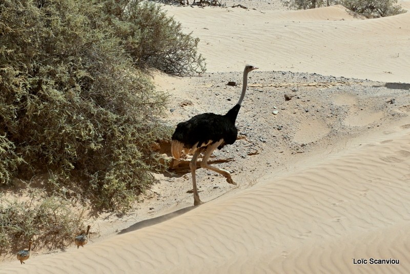 Autruche/Common Ostrich (1)