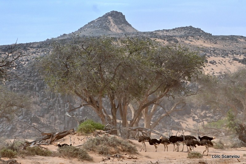Autruche/Common Ostrich (2)
